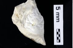 Foto (Detailansicht) von Culmenformosa nephelepera (Robins, Feldmann & Schweitzer, 2013) (NHMW-GEO-1990-0041-0462)